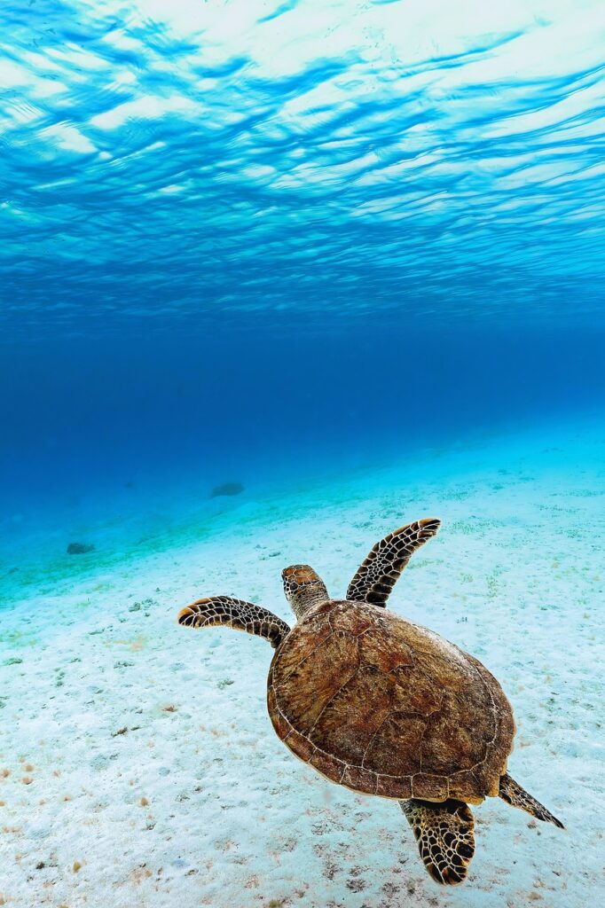 green sea turtle, green turtle, sea turtle, turtle, reptile, animal, sea, ocean, underwater, endangered species, nature, sea, sea, sea, sea, sea-8199770.jpg